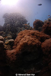 et eilat by Nimrod Ben Hur 